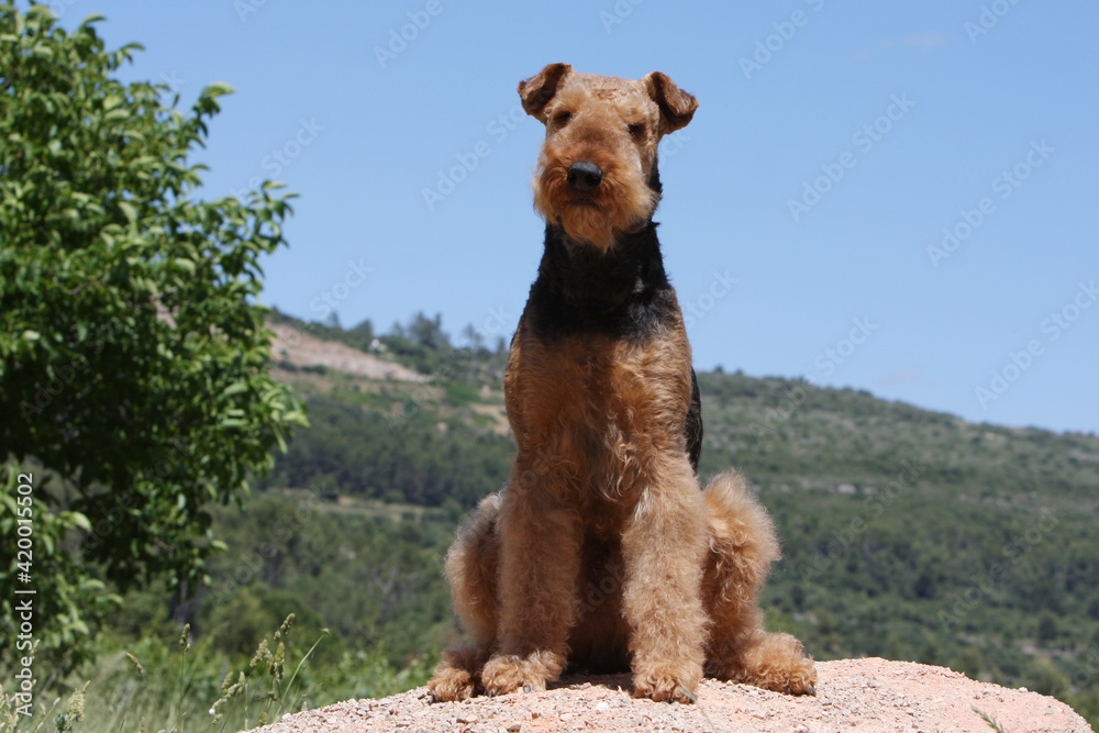 Airedale terrier portrait de face Airedale terrier portrait de face
