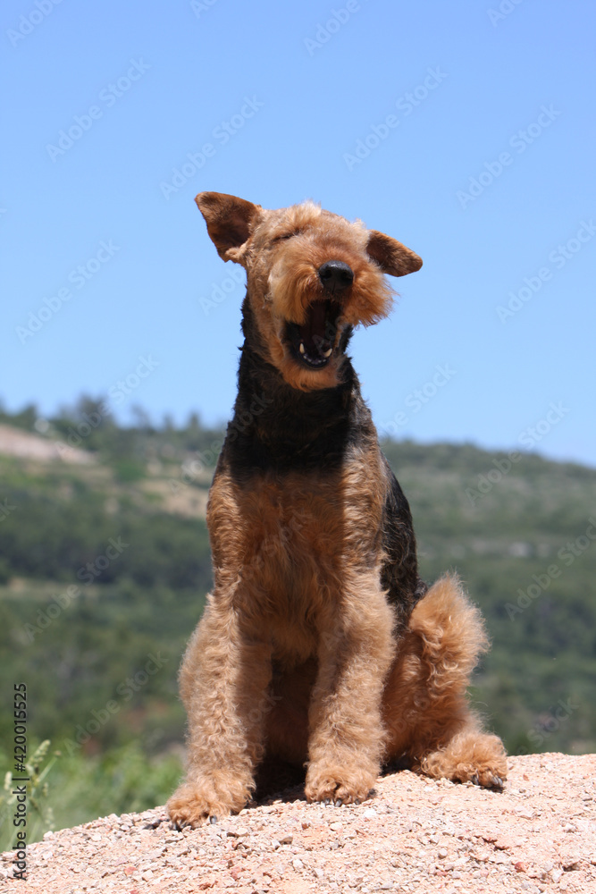 Airedale terrier assis de face qui aboie