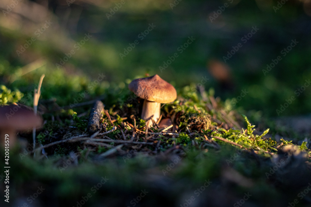 Lactarius rufus. Rufous milkcap, or the red hot milk cap edible wild fungus. Brown mushroom, natural environment background Lactarius rufus. Rufous milkcap, or the red hot milk cap edible wild fungus. Brown mushroom, natural environment background