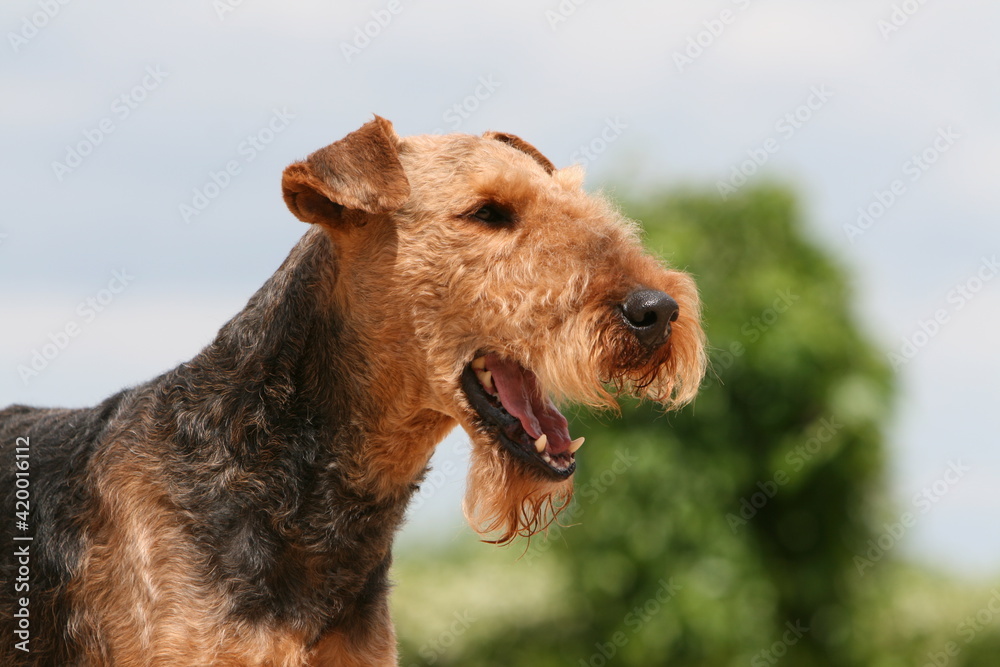Airedale terrier portrait de profil Airedale terrier portrait de profil
