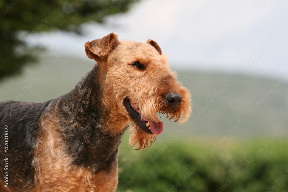 Airedale terrier portrait de profil Airedale terrier portrait de profil