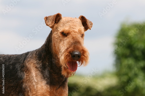 Airedale terrier portrait de face © Dogs