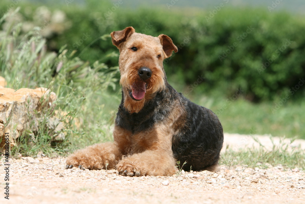 Airedale terrier coucher sur un chemin de terre Airedale terrier coucher sur un chemin de terre