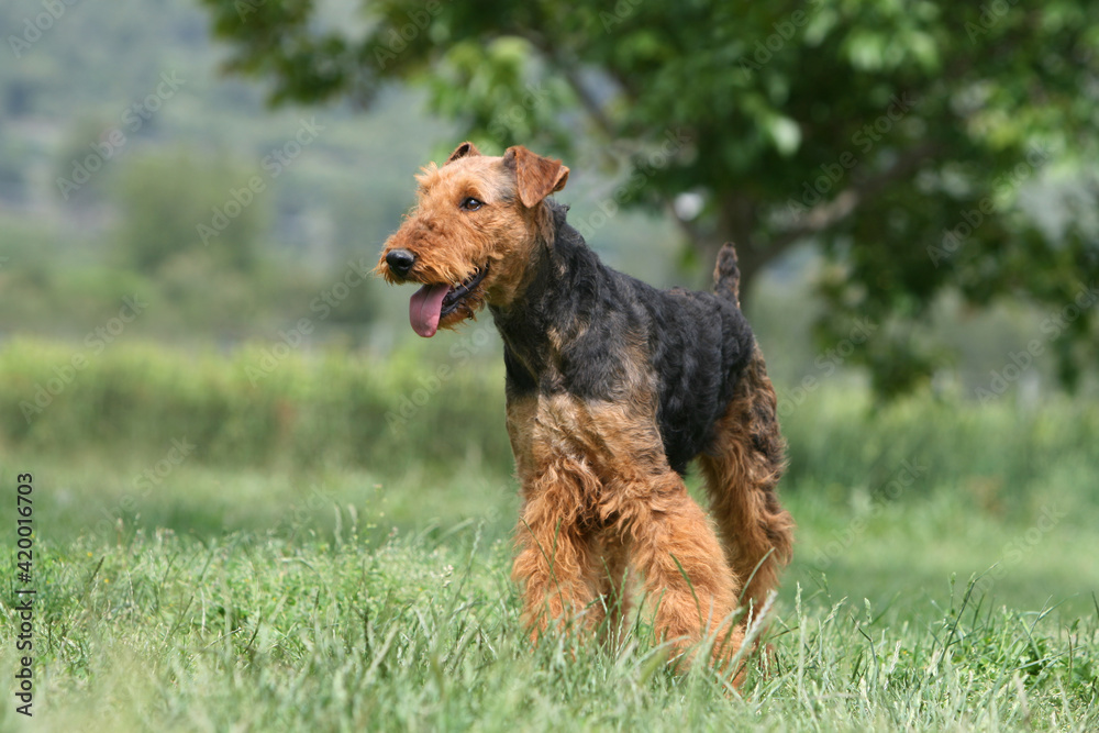 Airedale terrier de profile dans un jardin Airedale terrier de profile dans un jardin