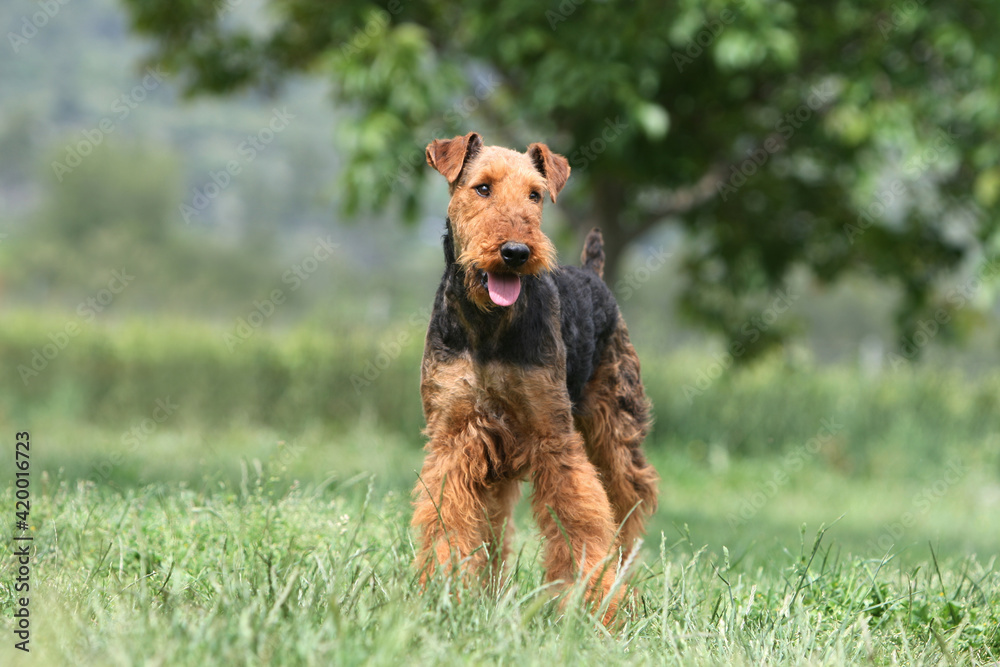 Airedale terrier debout dans l'herbe Airedale terrier debout dans l'herbe