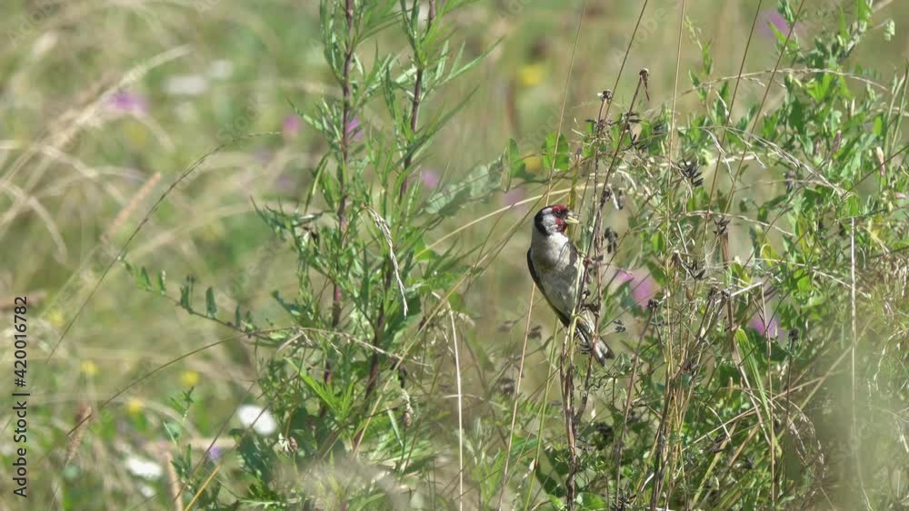 European goldfinch (Carduelis carduelis). Goldfinch bird eats fresh plant seeds. Blooming summer meadow European goldfinch (Carduelis carduelis). Goldfinch bird eats fresh plant seeds. Blooming summer meadow