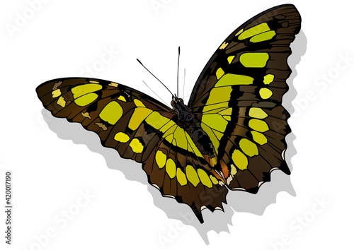 Malachite Butterfly - Beautiful Colorful Butterfly Isolated on White Background, Vector Illustration