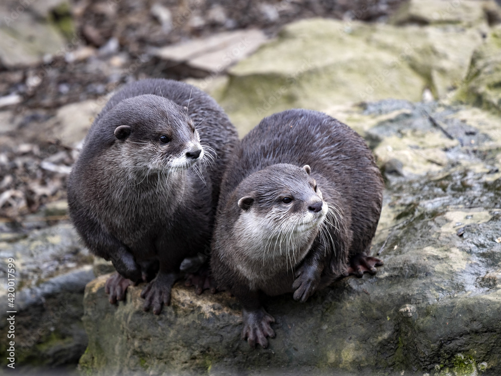 Two females of the Oriental small-clawed otter, Amblonyx cinerea, caught something in the distance. Two females of the Oriental small-clawed otter, Amblonyx cinerea, caught something in the distance.