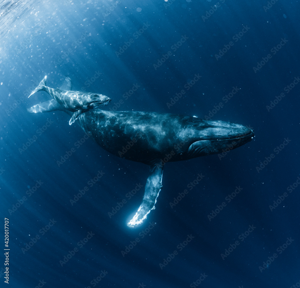 Fototapeta premium Humpback Whale