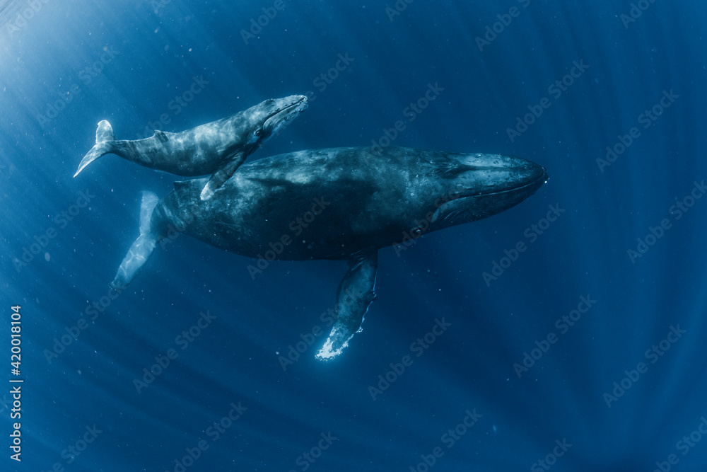 Fototapeta premium Humpback Whale