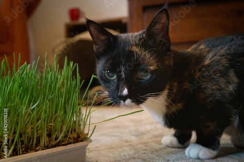 cat in the garden photo