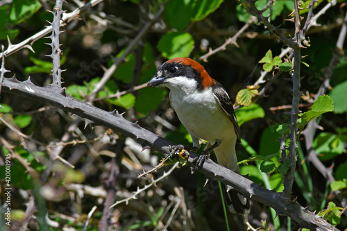 Rotkopfwürger mit erbeuteter Heuschrecke // Woodchat shrike with cricket as pray (Lanius senator) photo