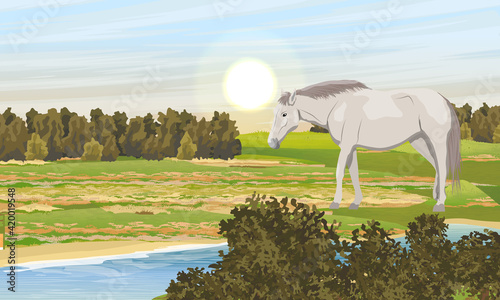 The white horse walks along the river bank near the field. Forest on the horizon Equus ferus caballus. Wild and farm horses. Realistic vector landscape