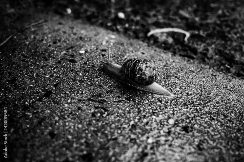 Snail on the ground