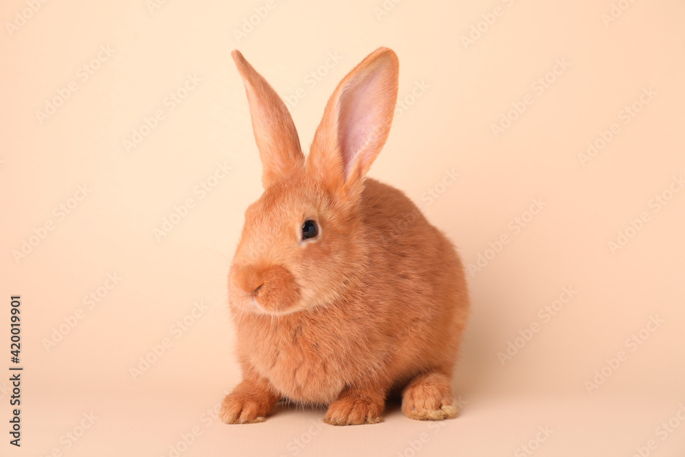 Obraz premium Cute bunny on beige background. Easter symbol
