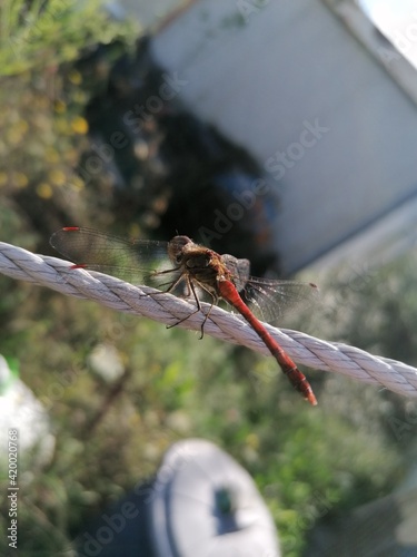 dragonfly on a tree