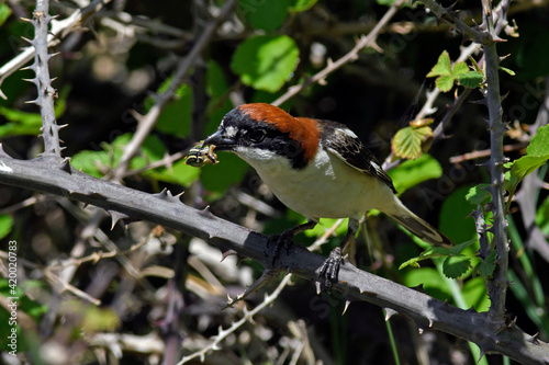 Woodchat shrike with preyed Grasshopper // Rotkopfwürger mit erbeuteter Heuschrecke //  (Lanius senator) photo