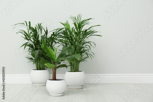 Exotic house plants on floor near grey wall. Space for text