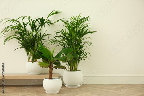 Different exotic house plants near white wall. Space for text
