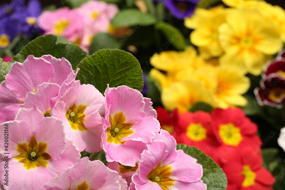 Obraz premium Beautiful primula (primrose) plant with pink flowers on blurred background, space for text. Spring blossom