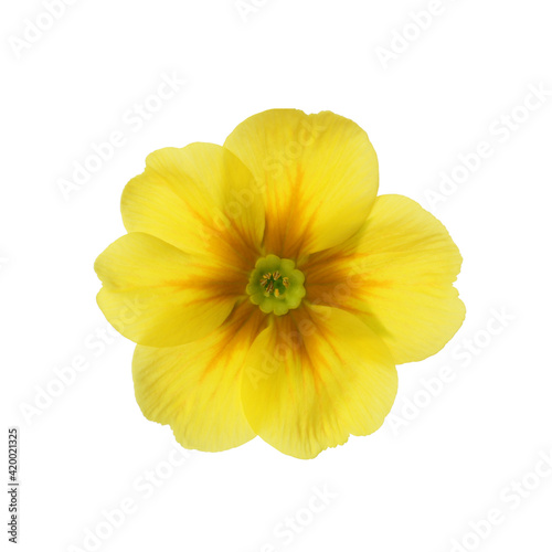 Beautiful yellow primula (primrose) flower isolated on white. Spring blossom