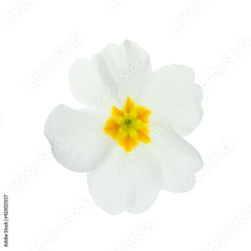 Beautiful primula  primrose  flower isolated on white. Spring blossom