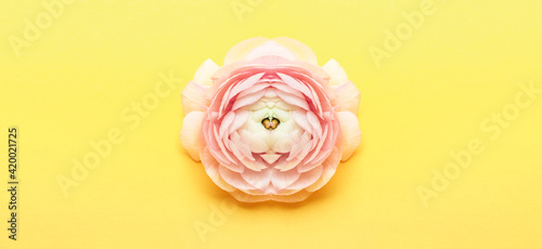 A celery leaf peony on a yellow background