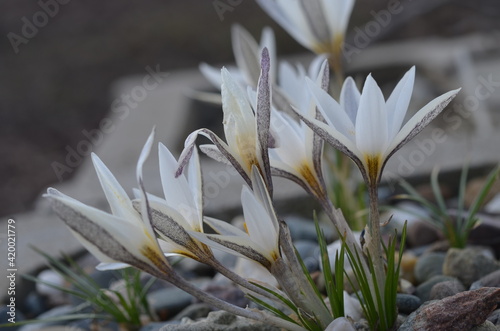 Spring blooming Crocus alatavicus in the garden photo