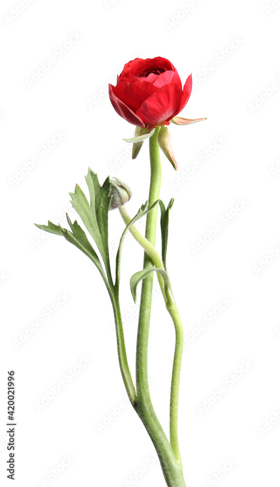 Beautiful fresh ranunculus flower isolated on white Beautiful fresh ranunculus flower isolated on white