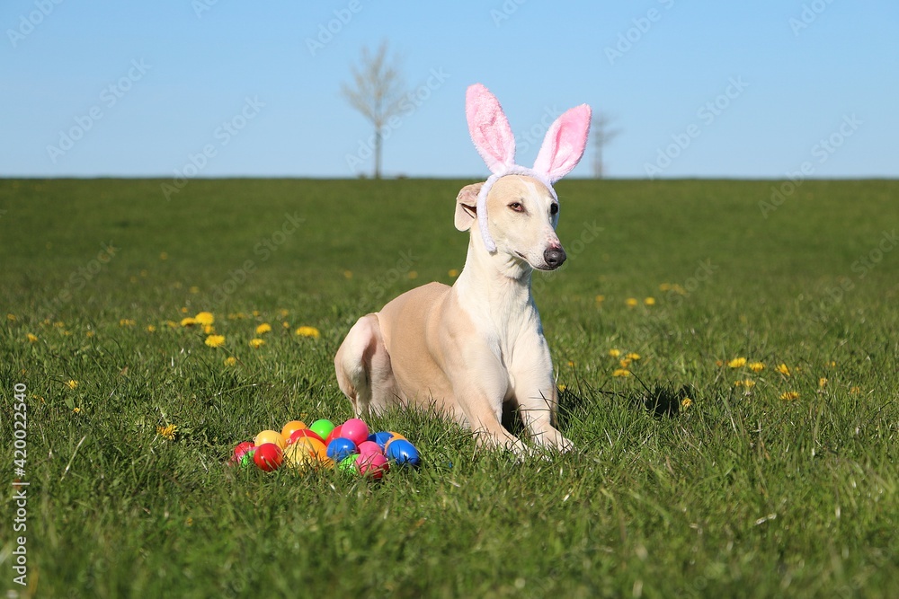 Fototapeta premium funny brown galgo is lying in the garden with funny bunny ears and colorful easter eggs in the front