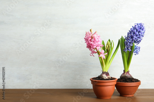 Beautiful hyacinth flowers in pots on wooden table. Space for text