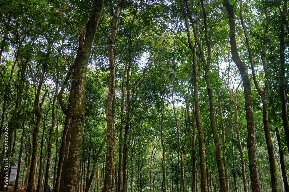Fototapeta premium green bamboo forest