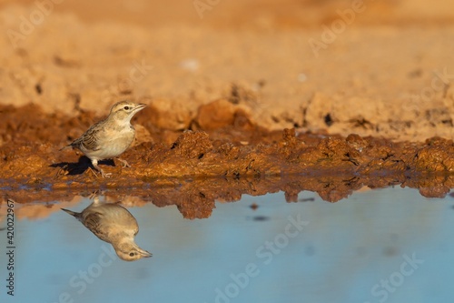 Greater short-toed lark (Calandrella brachydactyla), steppe bird in arid lands in the pond, fauna concept photo