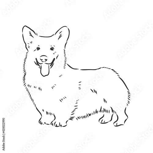 Vector portrait of welsh corgi pembroke. Hand drawn domestic dog illustration. Vector illustration for decoration, design logotype, leaflet, catalog, pet shops, veterinary clinics