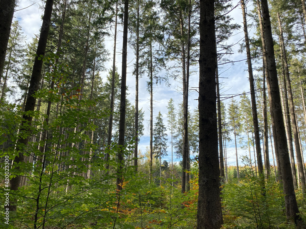 Fototapeta premium In the coniferous forest in Germany