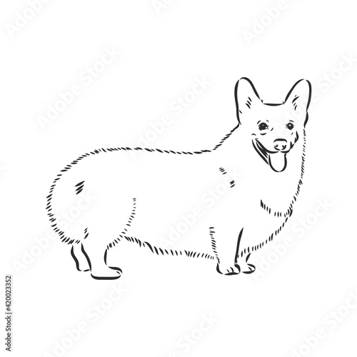 Vector portrait of welsh corgi pembroke. Hand drawn domestic dog illustration. Vector illustration for decoration, design logotype, leaflet, catalog, pet shops, veterinary clinics