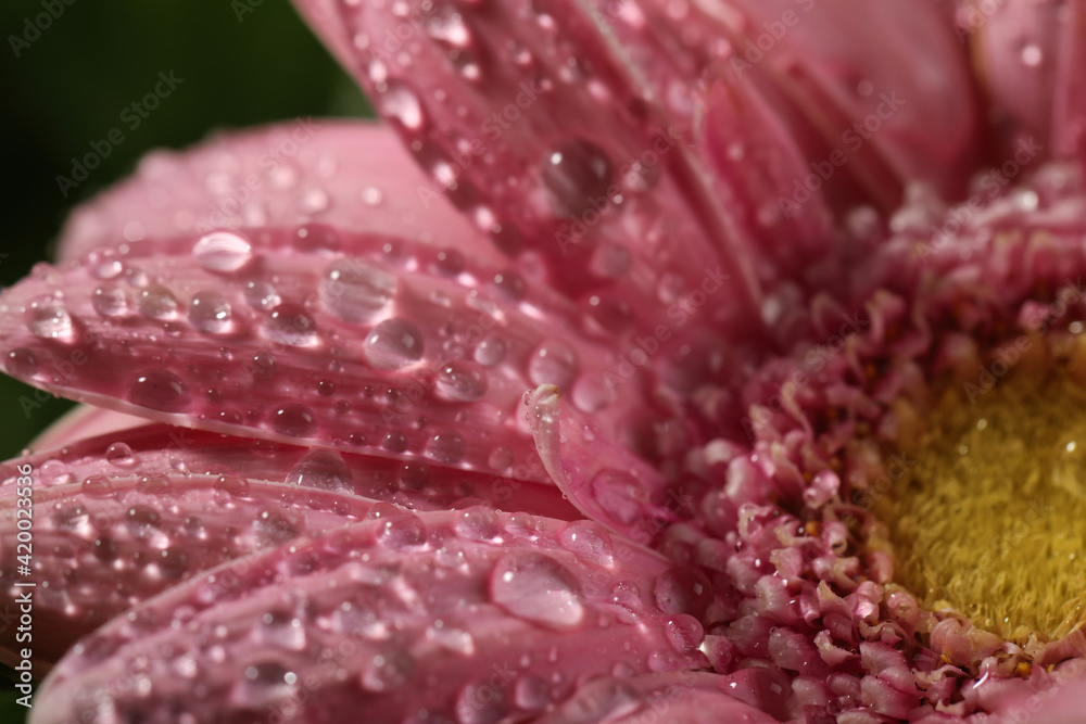 Closeup view of beautiful blooming flower with dew drops Closeup view of beautiful blooming flower with dew drops