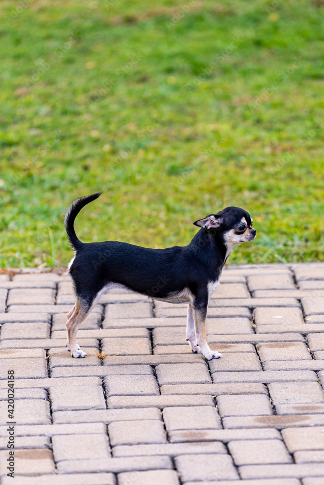 Vertical photo of of long legged black chihuahua dog Vertical photo of of long legged black chihuahua dog