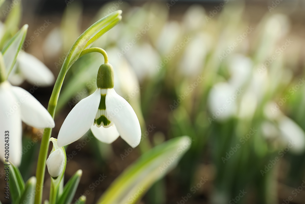 Beautiful snowdrop outdoors, closeup with space for text. Early spring flower Beautiful snowdrop outdoors, closeup with space for text. Early spring flower
