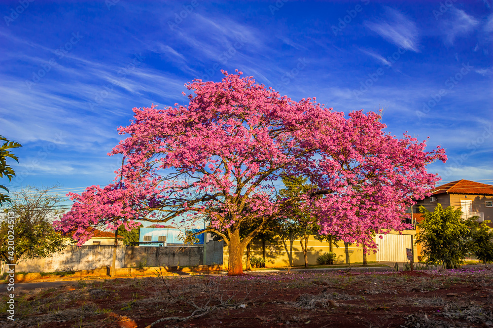 Naklejka premium pink trumpet tree (Handroanthus impetiginosus)