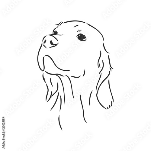 Dog Hand Drawn. English setter. Vector illustration isolated