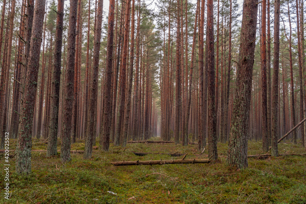 Fototapeta premium a passage in the pine forest with fallen trees