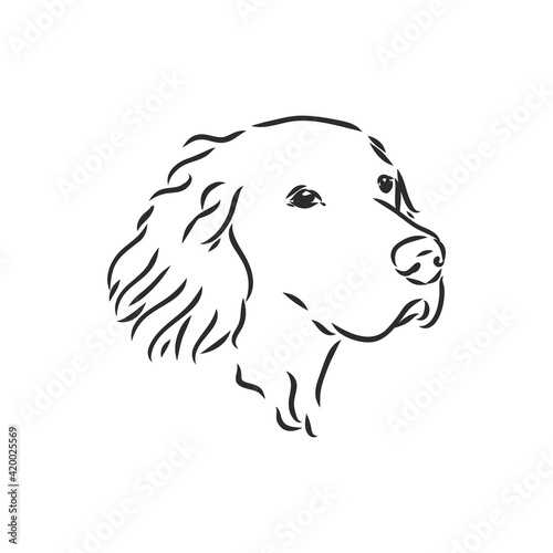 Dog Hand Drawn. English setter. Vector illustration isolated