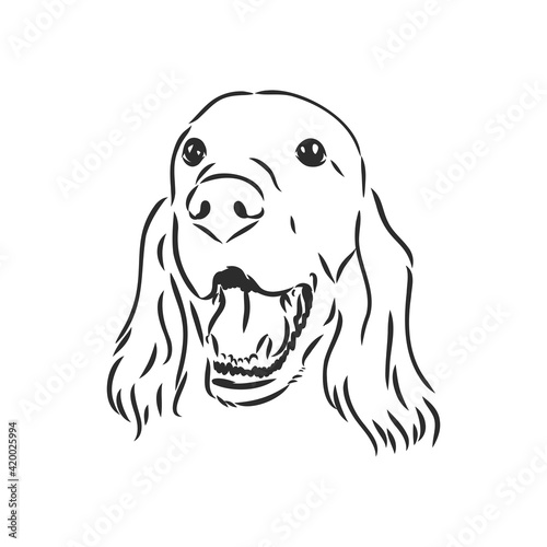 Dog Hand Drawn. English setter. Vector illustration isolated