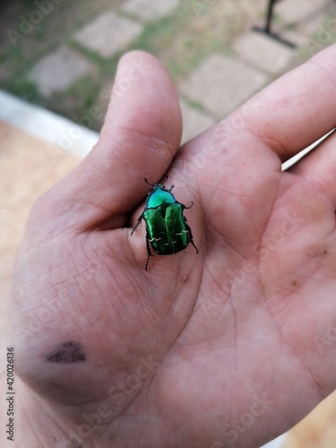 ladybird on hand