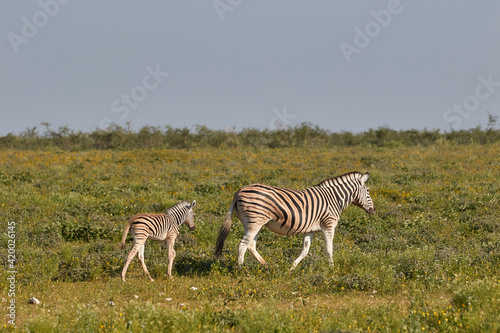 Mother and calf zebra walking through etosha