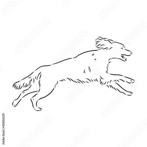 Dog Hand Drawn. English setter. Vector illustration isolated