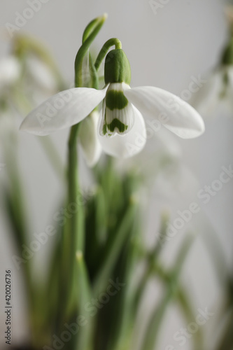 Beautiful snowdrop on light background  closeup view