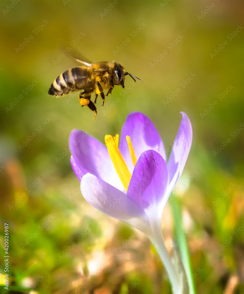 Bee flying to a purple crocus flower blossom Bee flying to a purple crocus flower blossom