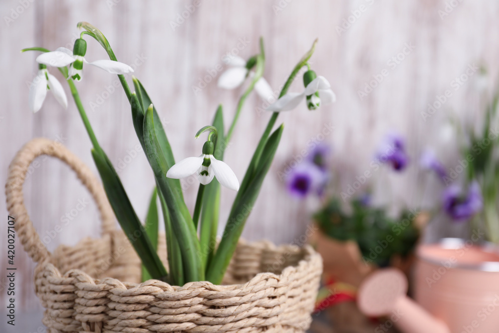 Fototapeta premium Beautiful fresh snowdrops in basket, closeup view